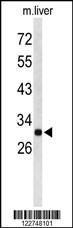 Anti-AFMID Rabbit Polyclonal Antibody (HRP (Horseradish Peroxidase))