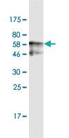 Anti-Inactivated EV71 Mouse Monoclonal Antibody [clone: 3F4]