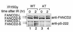 Anti-FANCD2 Rabbit Polyclonal Antibody