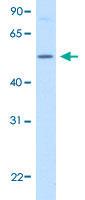 Anti-BHMT Rabbit Polyclonal Antibody