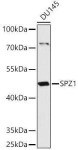 Western blot analysis of extracts of DU145 cells, using Anti-SPZ1 Antibody (A307044) at 1:1,000 dilution. The secondary antibody was Goat Anti-Rabbit IgG H&L Antibody (HRP) at 1:10,000 dilution.