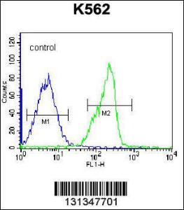 Anti-ZNF146 Rabbit Polyclonal Antibody (AP (Alkaline Phosphatase))