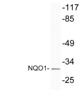 Western blot analysis of lysate from HeLa cells using Anti-NQO1 Antibody