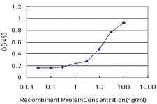 Anti-STT3A Mouse Monoclonal Antibody [clone: 4D4]