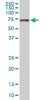 Anti-ACBD3 Mouse Monoclonal Antibody [clone: 2H2]