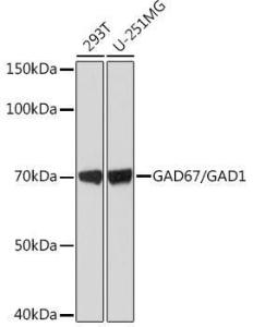 Western blot analysis of extracts of various cell lines, using Anti-GAD67 Antibody [ARC1879] (A307047) at 1:1,000 dilution