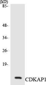 Western blot analysis of the lysates from HeLa cells using Anti-CDKAP1 Antibody