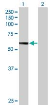 Anti-HEXB Mouse Polyclonal Antibody