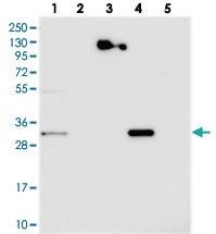 Anti-WDR54 Rabbit Polyclonal Antibody