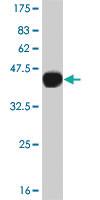 Anti-CAMK2B Mouse Monoclonal Antibody [clone: 4C7]