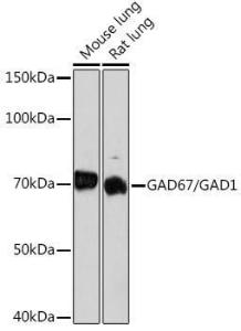 Western blot analysis of extracts of various cell lines, using Anti-GAD67 Antibody [ARC1879] (A307047) at 1:1,000 dilution