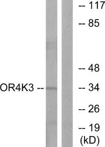 Anti-OR4K3 antibody