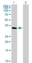 Anti-CEBPE Rabbit Polyclonal Antibody