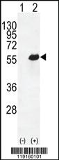 Anti-OPN-a/b Rabbit Polyclonal Antibody