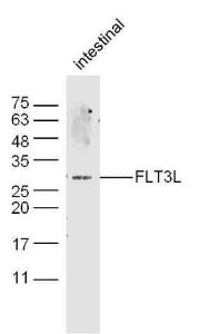 Anti-FLT3L Rabbit Polyclonal Antibody