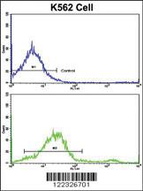 Anti-ING1 Rabbit Polyclonal Antibody