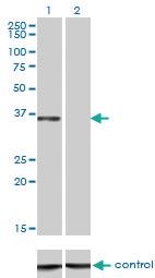 Anti-CEBPE Mouse Monoclonal Antibody [clone: 7A4]