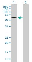 Anti-GDPD2 Mouse Polyclonal Antibody