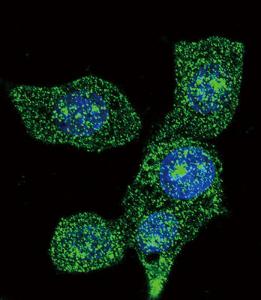 Anti-ACOX1 Rabbit Monoclonal Antibody (APC (Allophycocyanin)) [clone: 153CT43.1.1]