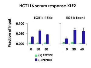 Anti-KLF2 Rabbit Polyclonal Antibody