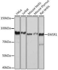 Western blot analysis of extracts of various cell lines, using Anti-EWSR1 / EWS Antibody [ARC1674] (A307049) at 1:1,000 dilution. The secondary antibody was Goat Anti-Rabbit IgG H&L Antibody (HRP) at 1:10,000 dilution.