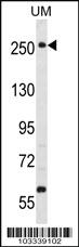 Anti-WNK3 Rabbit Polyclonal Antibody