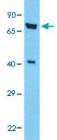 Anti-KLF2 Rabbit Polyclonal Antibody