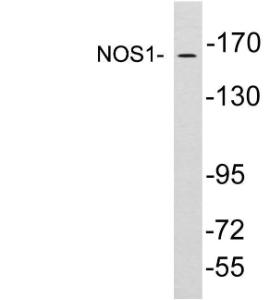 Western blot analysis of lysates from brain tissue using Anti-NOS1 Antibody