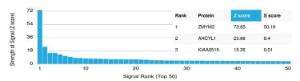 Anti-ZMYM3 antibody