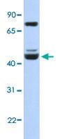 Anti-KLF2 Rabbit Polyclonal Antibody