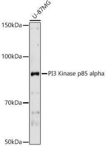 Western blot analysis of extracts of U-87MG cells, using Anti-PI 3 Kinase p85 alpha Antibody (A12507) at 1:1000 dilution. The secondary Antibody was Goat Anti-Rabbit IgG H&L Antibody (HRP) at 1:10000 dilution. Lysates/proteins were present at 25 µg per lane