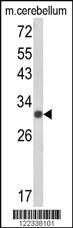 Anti-USF2 Rabbit Polyclonal Antibody