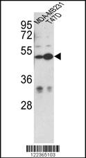 Anti-CEP55 Rabbit Polyclonal Antibody