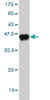 Anti-PHIP Mouse Monoclonal Antibody [clone: 4D7]