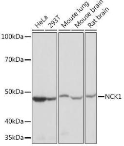 Western blot analysis of extracts of various cell lines, using Anti-Nck Antibody [ARC1441] (A308147) at 1:1,000 dilution The secondary antibody was Goat Anti-Rabbit IgG H&L Antibody (HRP) at 1:10,000 dilution Lysates/proteins were present at 25 µg per lane