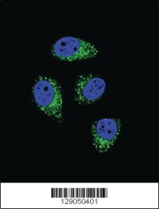 Anti-WDR52 Rabbit Polyclonal Antibody