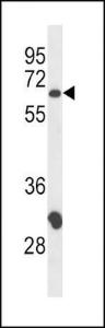 Anti-CD4 Rabbit Polyclonal Antibody (PE (Phycoerythrin))