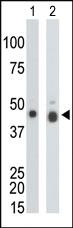 Anti-MET Mouse Monoclonal Antibody