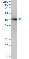 Anti-ZSCAN18 Mouse Monoclonal Antibody [clone: 2H1]