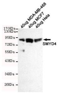 Anti-SMYD4 Mouse Monoclonal Antibody [clone: 13k124]