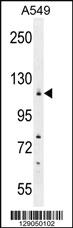 Anti-WDR52 Rabbit Polyclonal Antibody