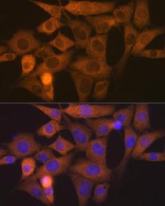 Immunofluorescence analysis of NIH-3T3 cells using Anti-Nck Antibody [ARC1441] (A308147) at a dilution of 1:100 (40x lens) DAPI was used to stain the cell nuclei (blue)