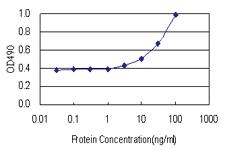 Anti-FOXP3 Polyclonal Antibody Pair