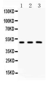 Anti-GATA3 Polyclonal Antibody