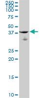 Anti-ARHGEF39 Mouse Polyclonal Antibody