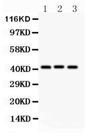 Anti-GATA5 Polyclonal Antibody