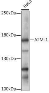 Antibody A308148-100 100 µl