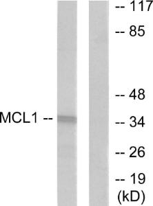 Anti-MCL1 antibody