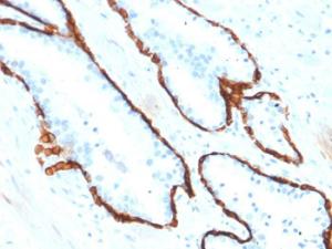 Antibody A249179-100 100 µg