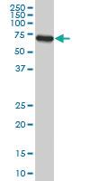 Anti-ACBD3 Mouse Monoclonal Antibody [clone: 2H2]